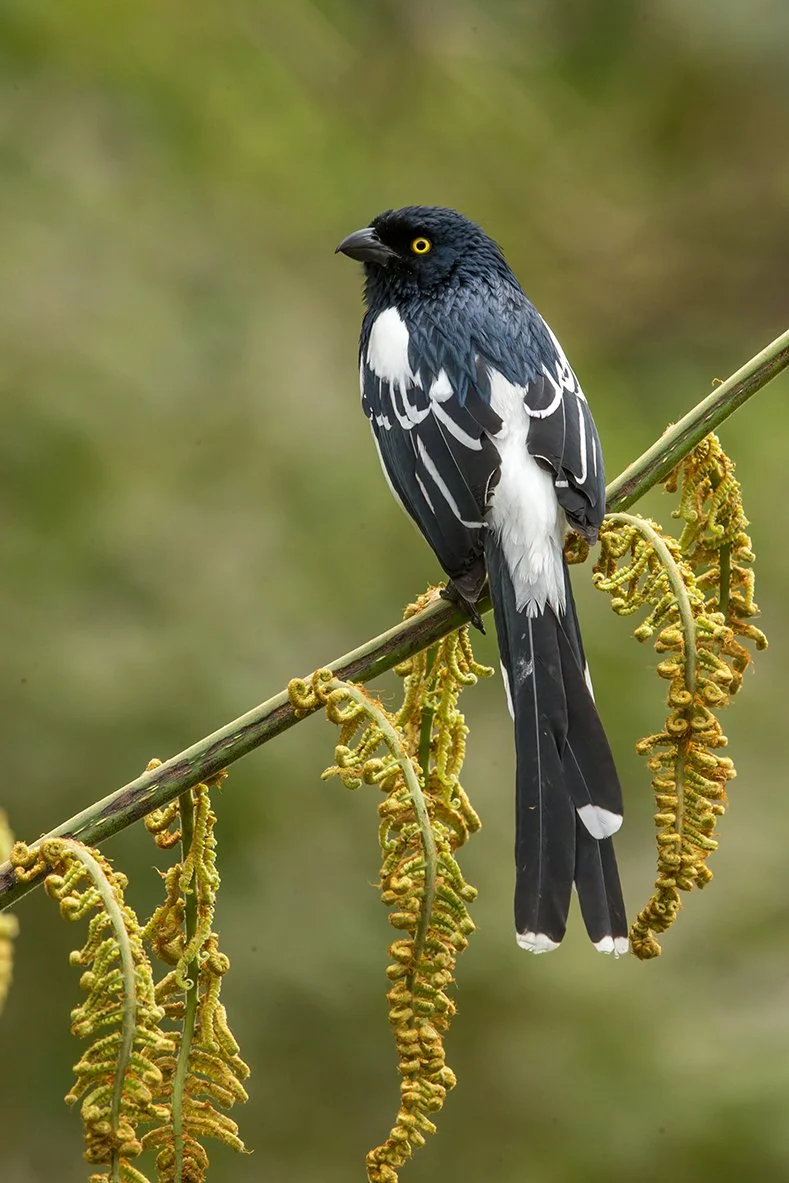 MAGPIE_TANAGER_04.jpg