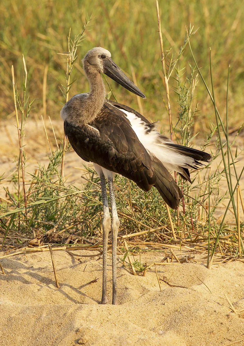 SADDLE_BILLED_STORK_15.jpg