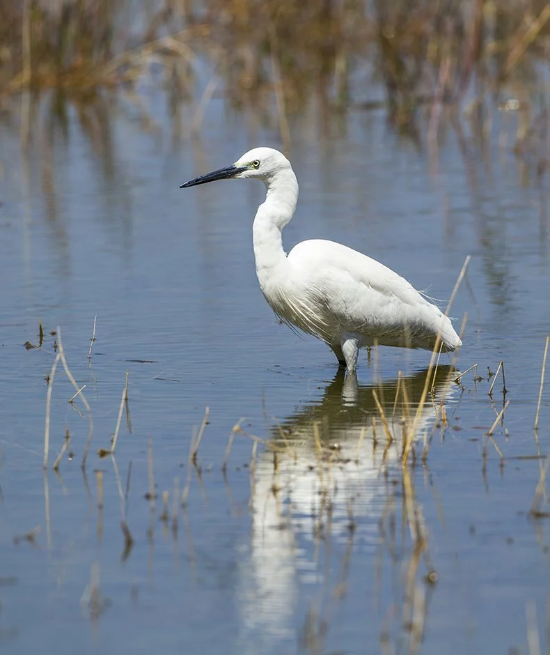 LITTLE_EGRET_05.jpg
