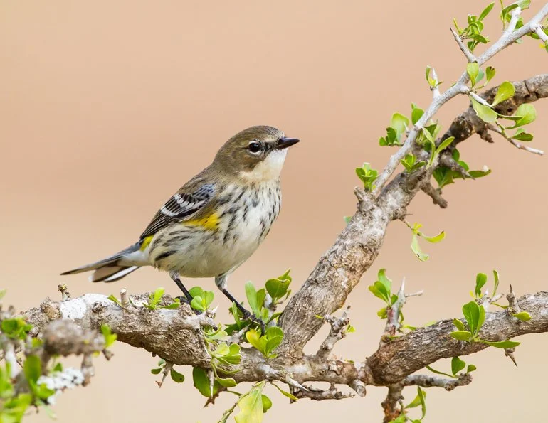 YELLOW-RUMPED WARBLER
