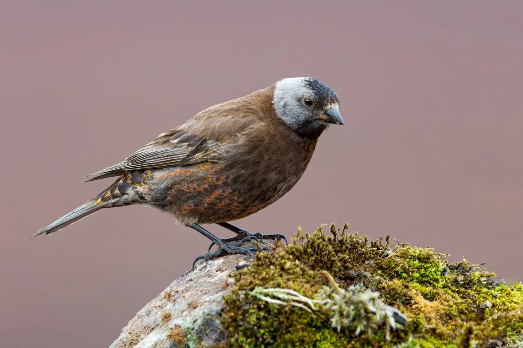 GRAY-CROWNED ROSY FINCH
