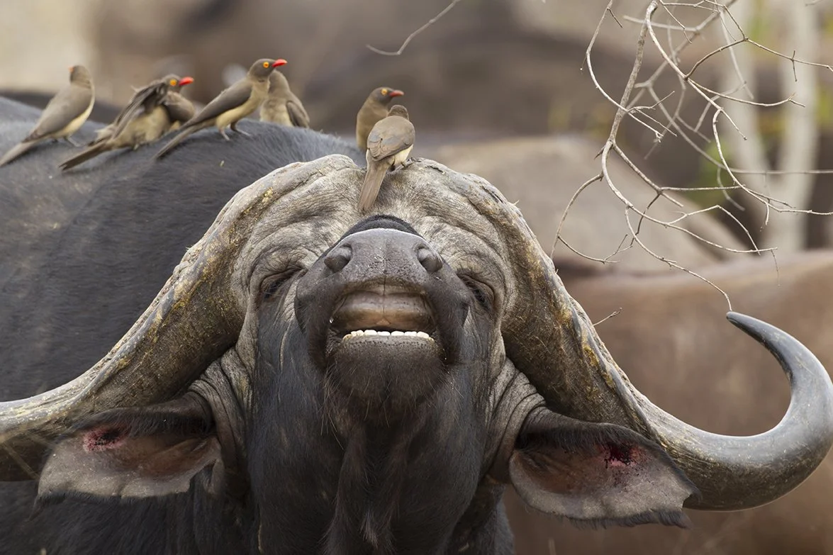 RED_BILLED_OXPECKER_01.jpg