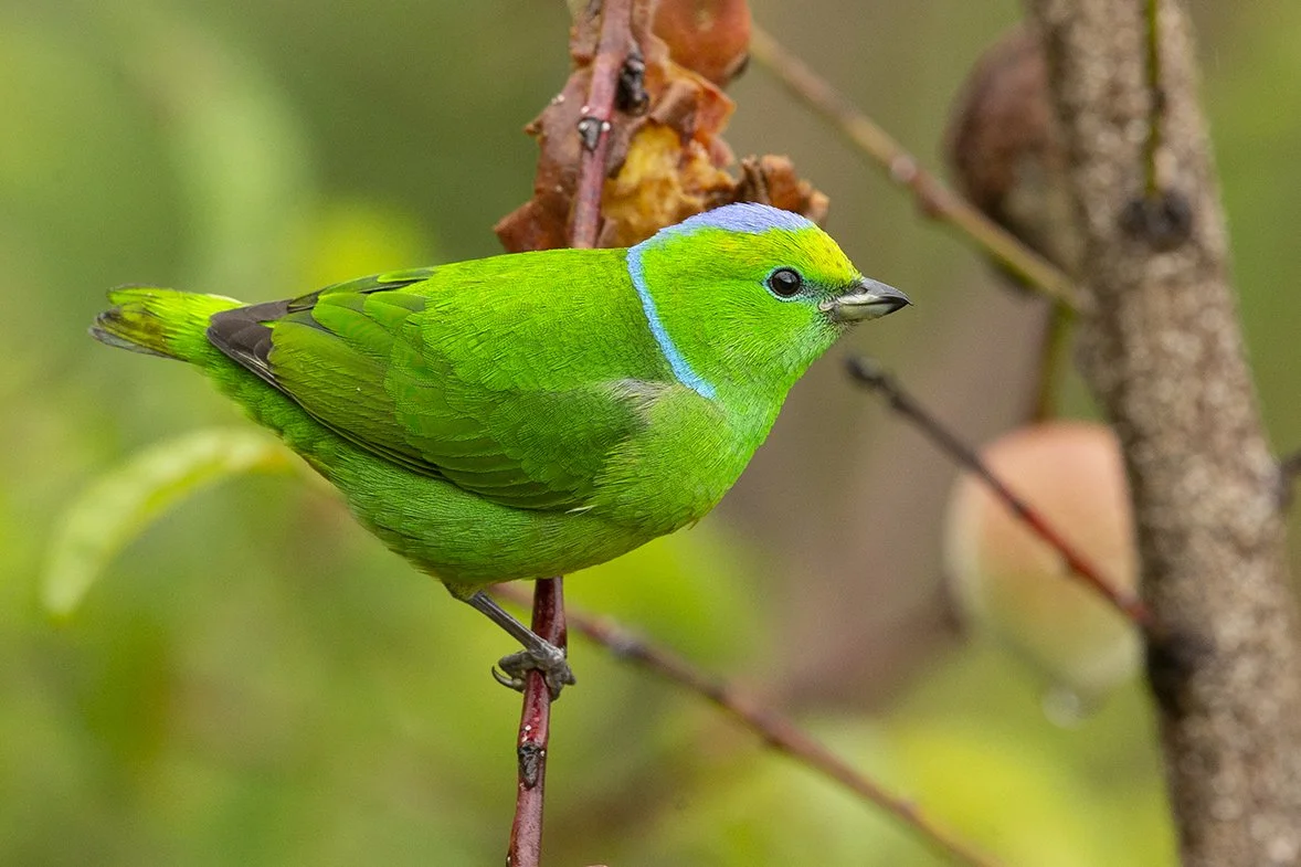 GOLDEN_BROWED_CHLOROPHONIA_02.jpg