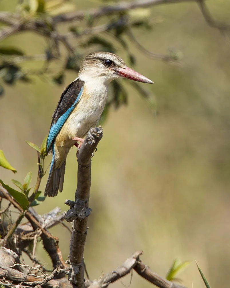 STRIPED KINGFISHER