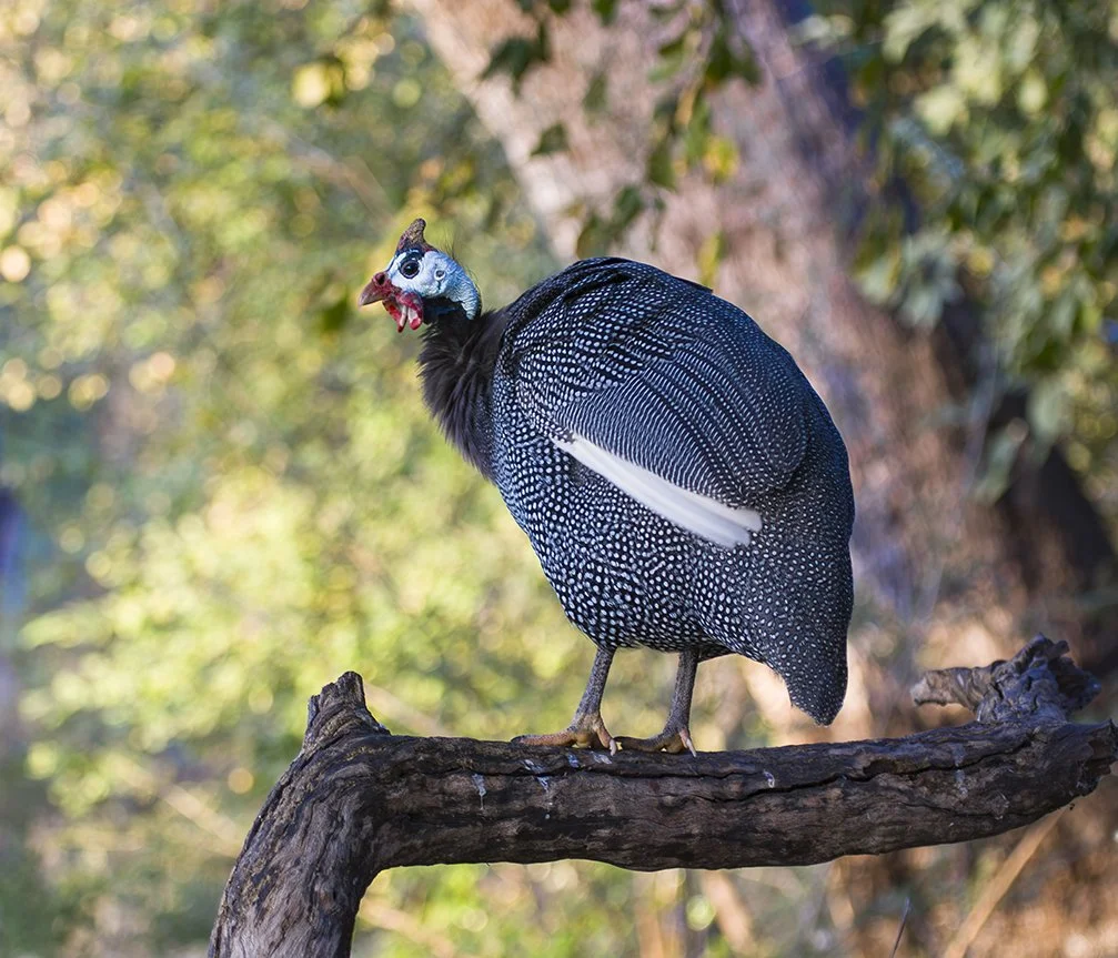 HELMETED_GUINEAFOWL_06.jpg