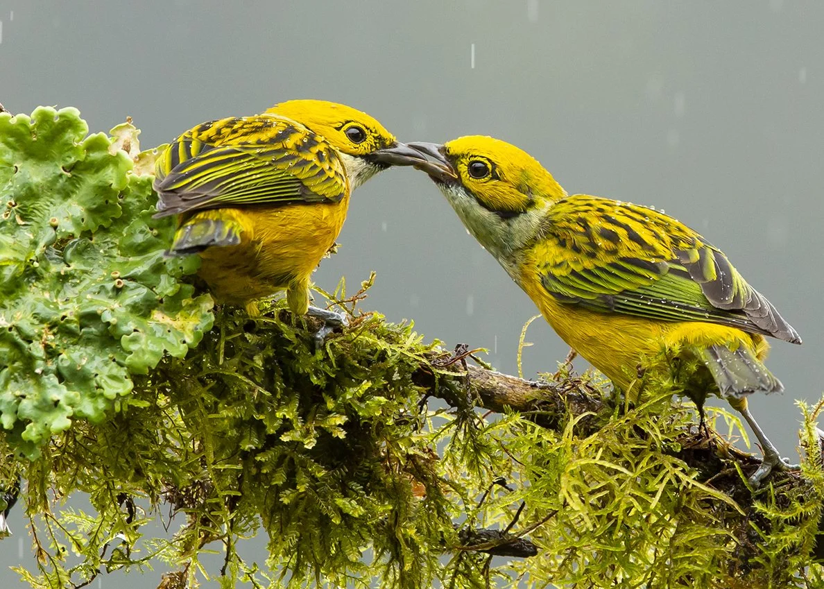 SILVER_THROATED_TANAGER_02.jpg
