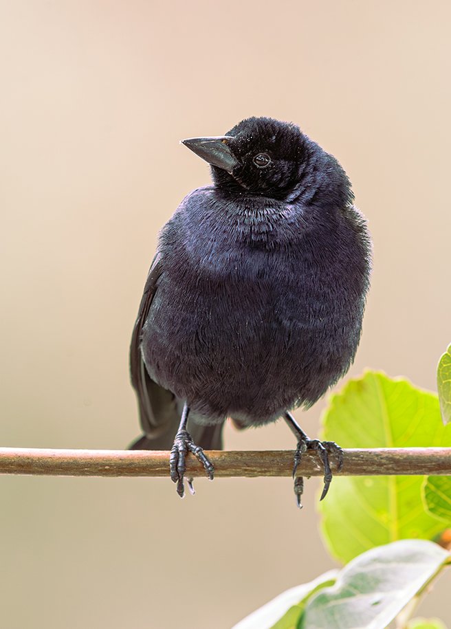 RUBY_CROWNED_TANAGER_09.jpg