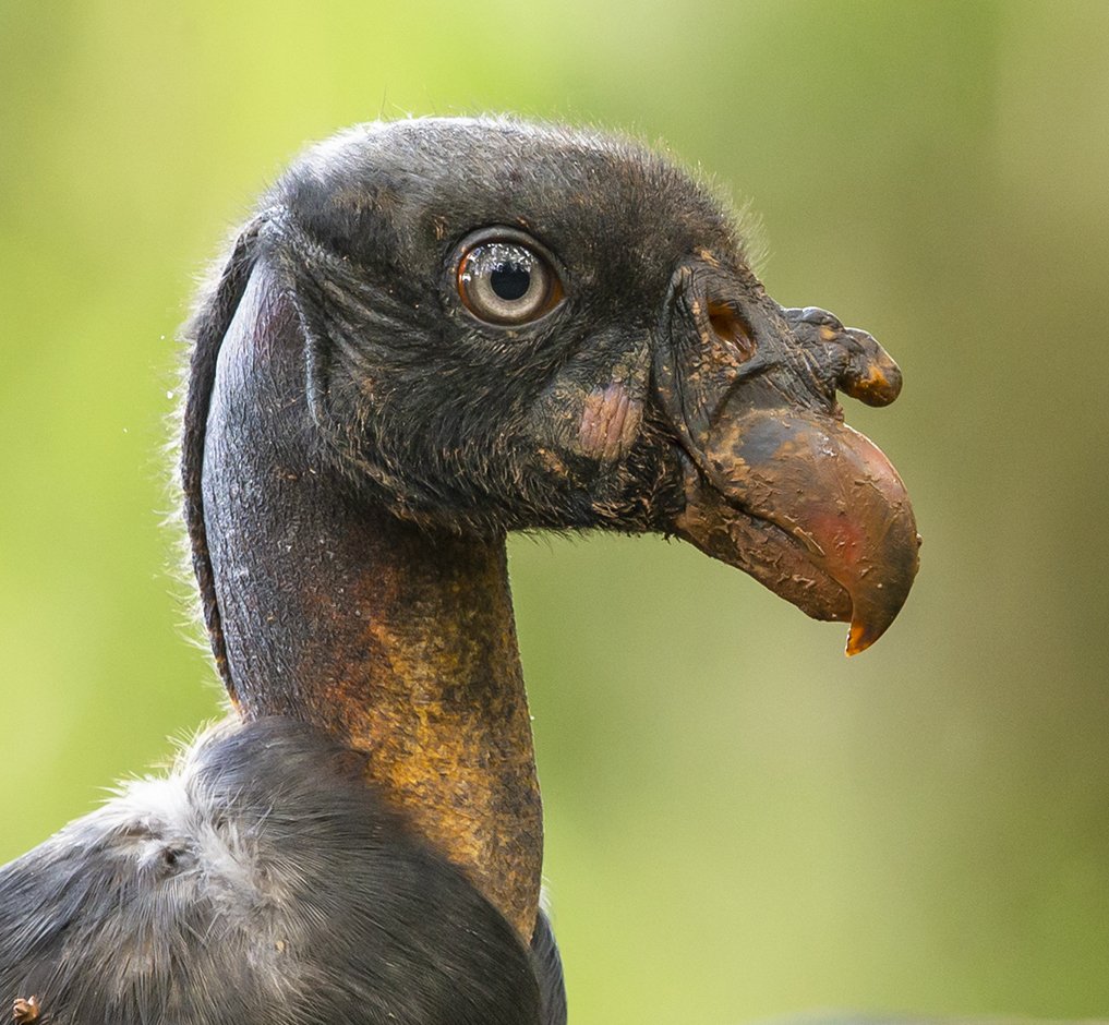 KING_VULTURE_07.jpg