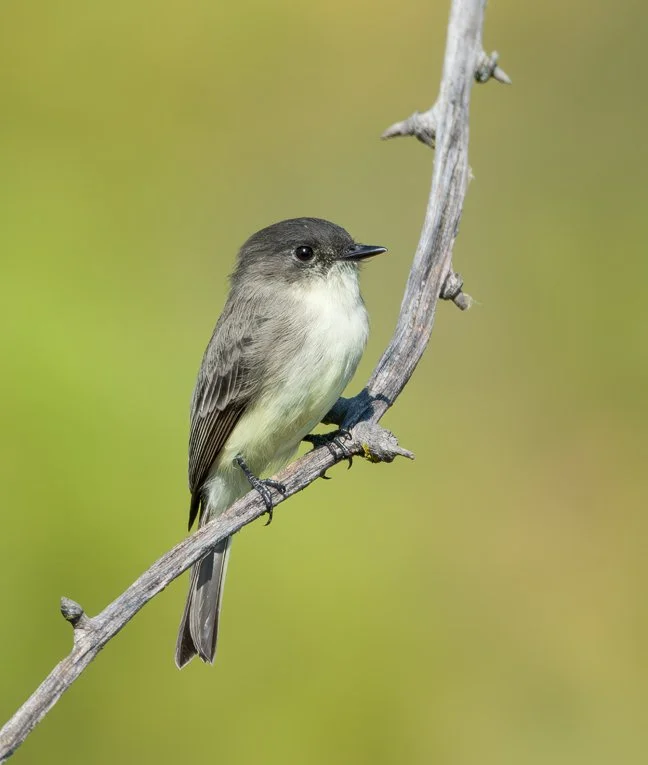 EASTERN PHOEBE