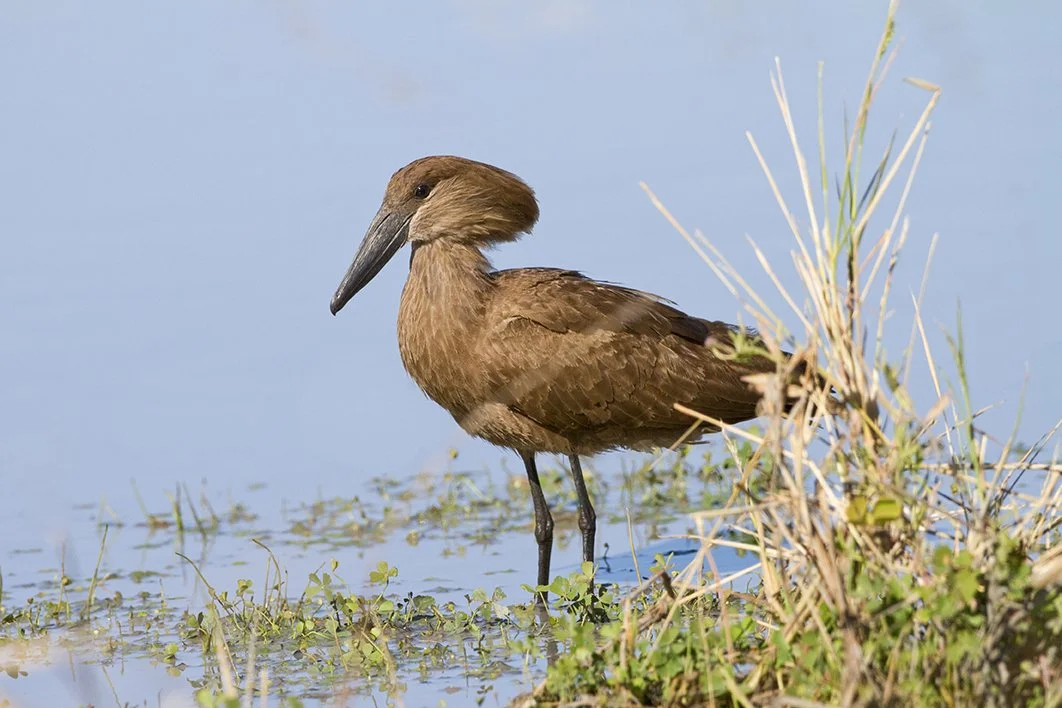 HAMERKOP_06.jpg
