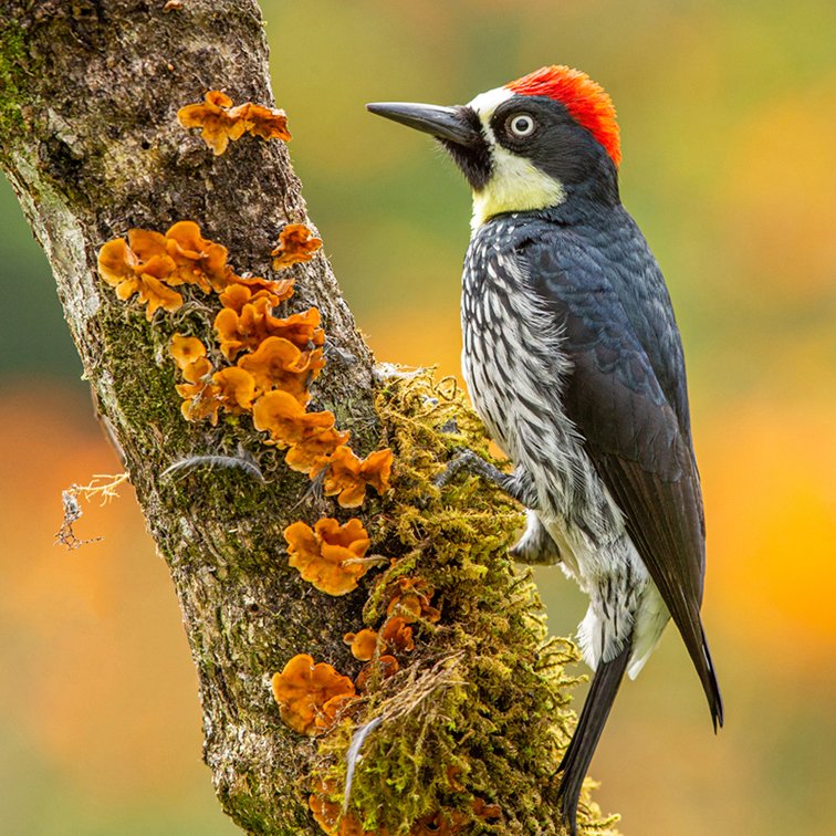 ACORN WOODPECKER