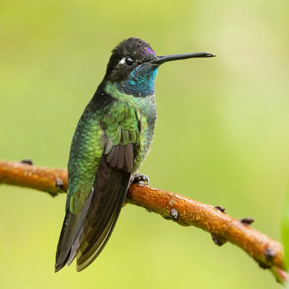MAGNIFICENT_TALAMANCAS_HUMMINGBIRD_03.jpg