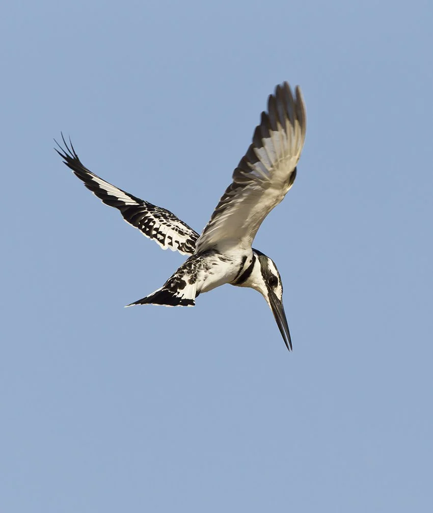 PIED_KINGFISHER_01.jpg