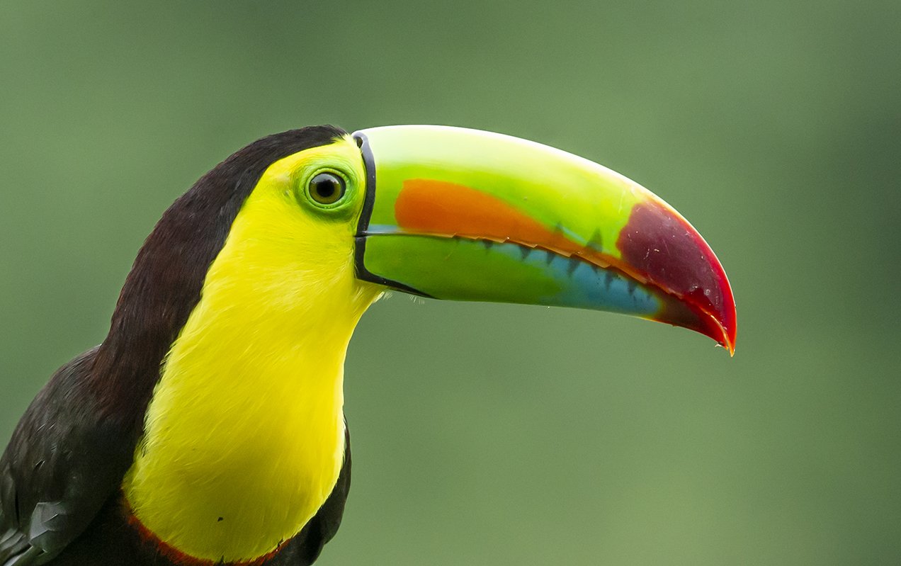 KEEL_BILLED _TOUCAN_03.jpg