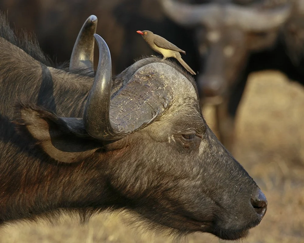 RED-BILLED OXPECKER