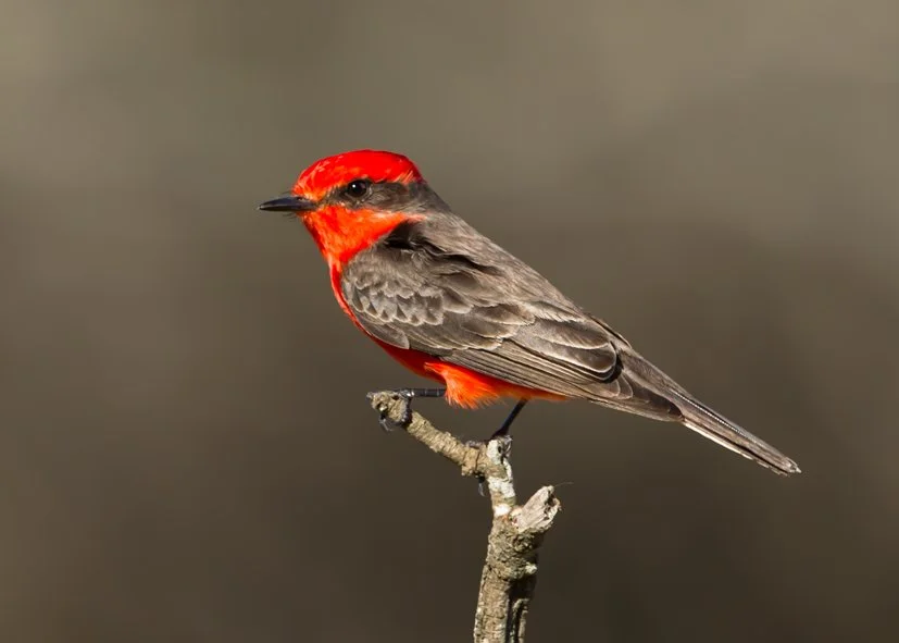 VERMILLION FLYCATCHER