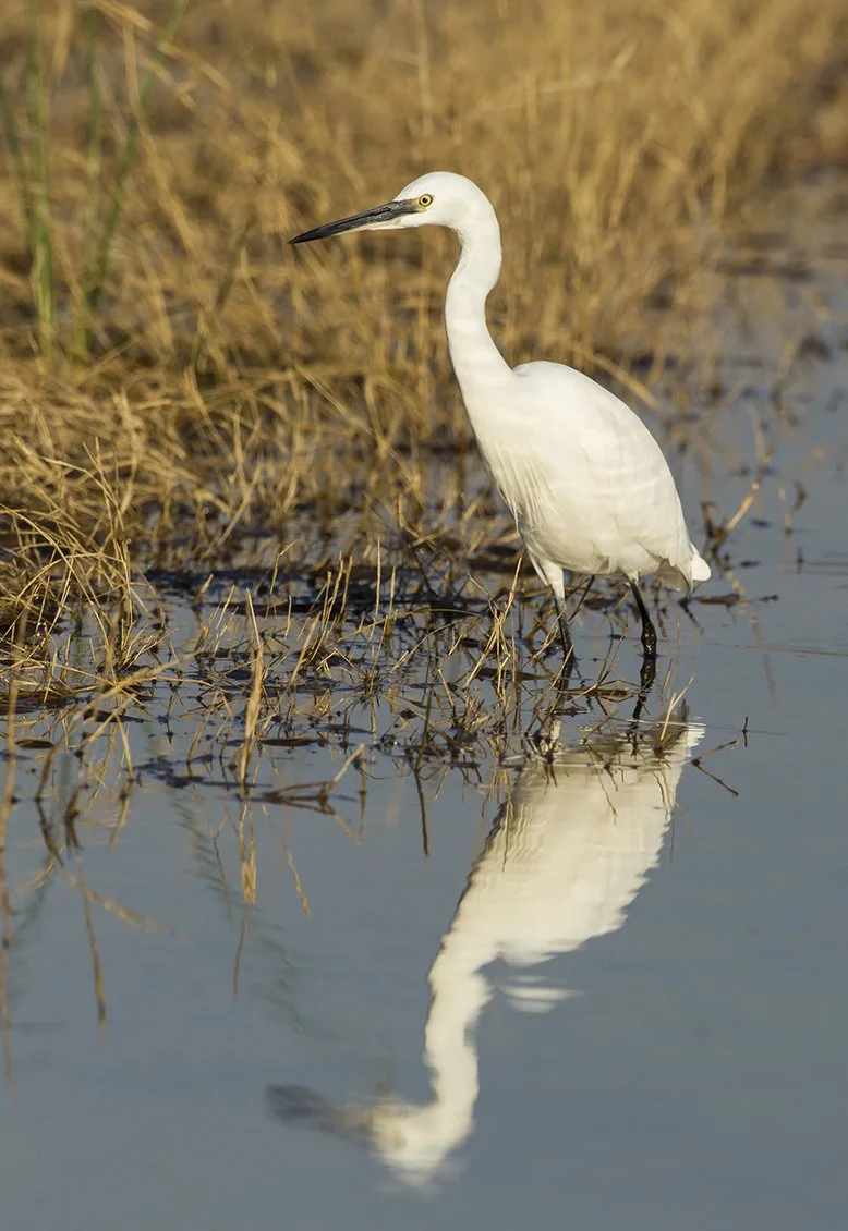 LITTLE_EGRET_01.jpg