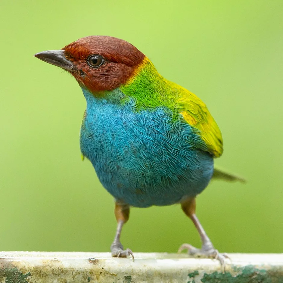 BAY-HEADED TANAGER