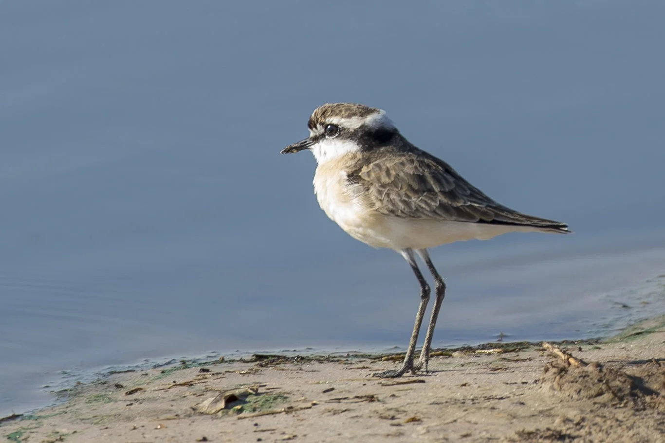 KITTLITZ'S PLOVER
