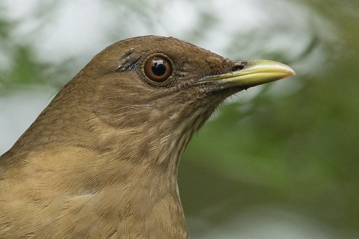 CLAY_COLORED_THRUSH_03.jpg