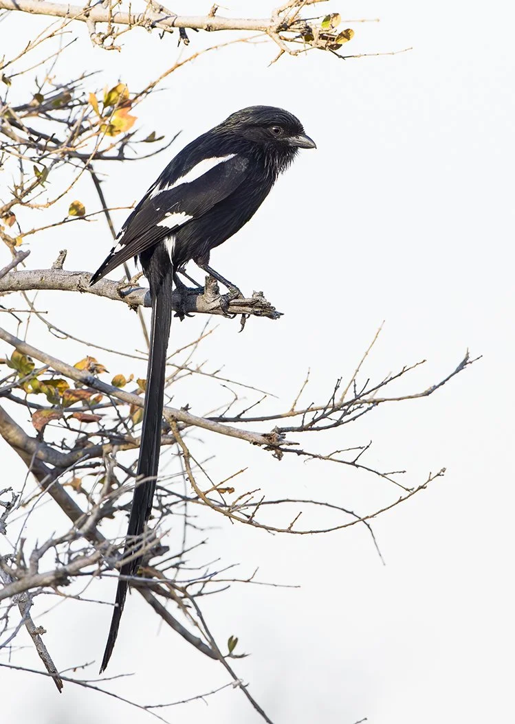 MAGPIE (AFRICAN LONG-TAILED) SHRIKE
