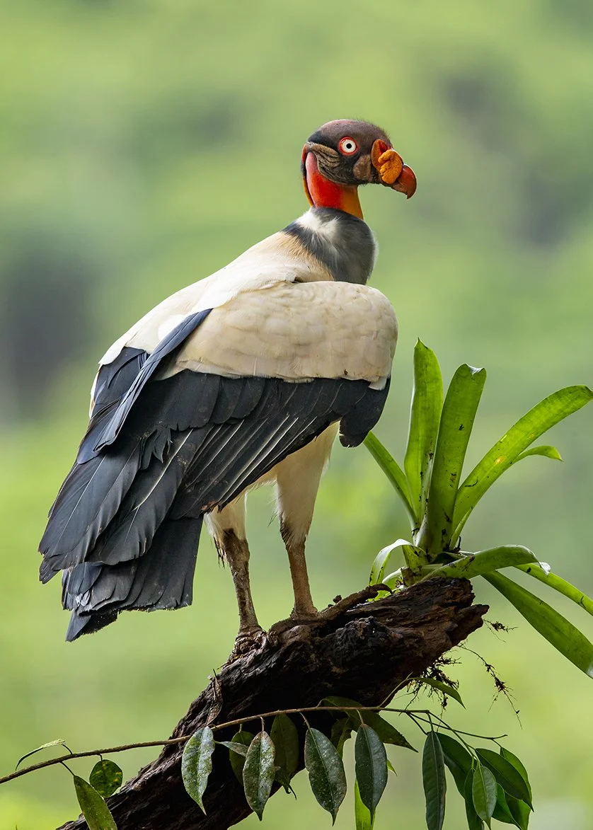 KING VULTURE
