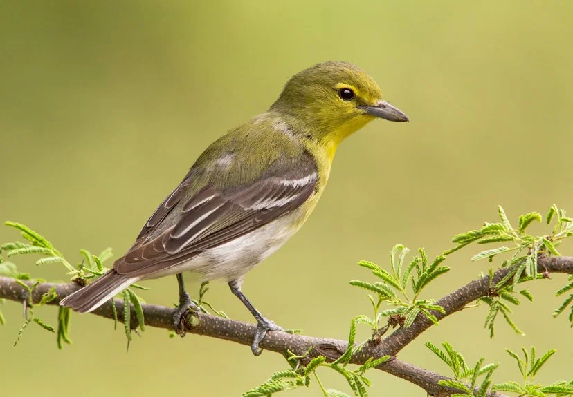 YELLOW-THROATED VIREO