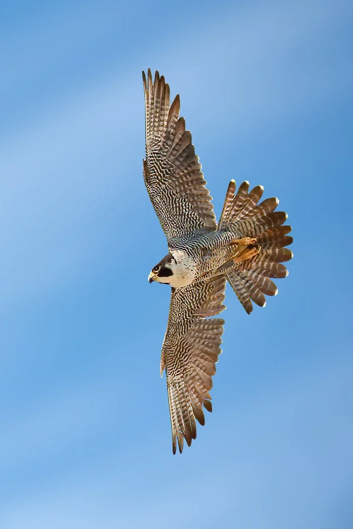 PEREGRINE FALCON