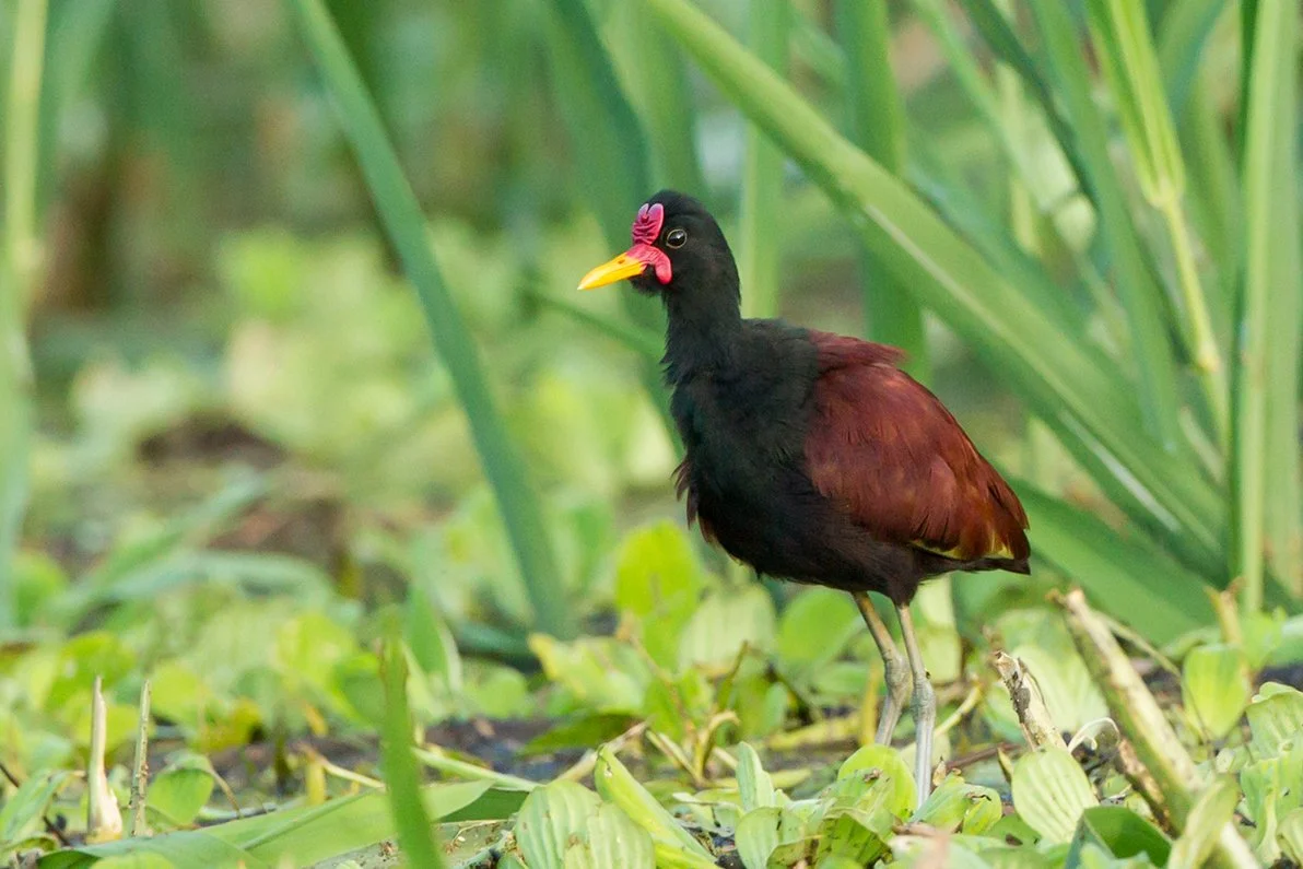 WATTLED_JACANA_03.jpg