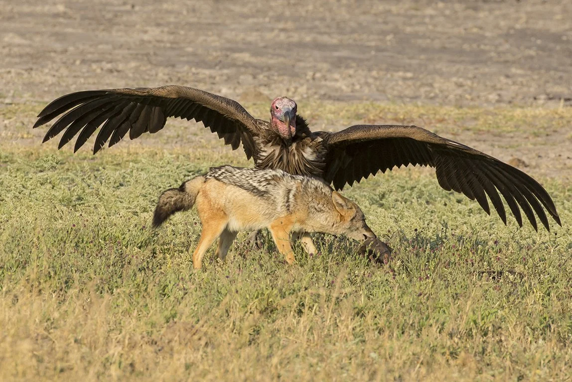 LAPPET_FACED_VULTURE_08.jpg