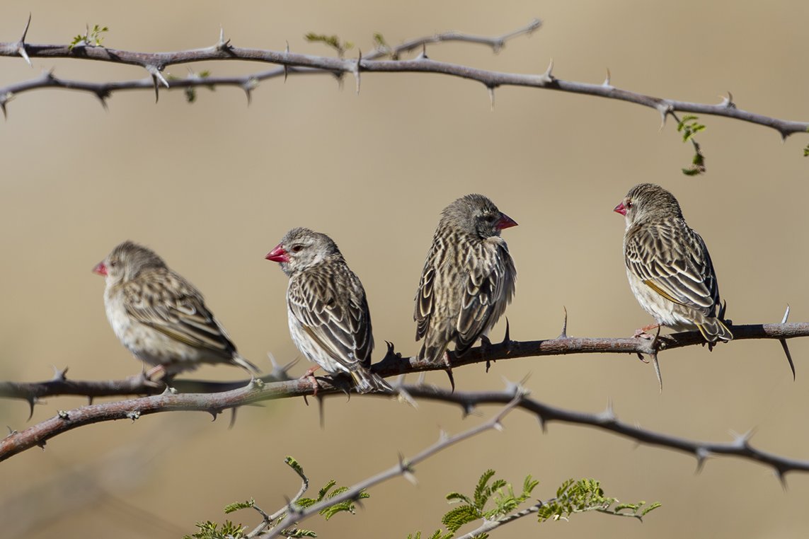 RED_BILLED_QUELEA_03.jpg