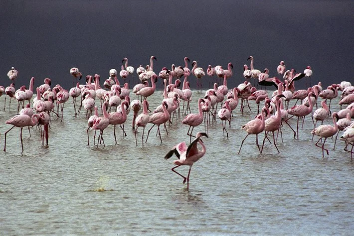 LESSER FLAMINGO