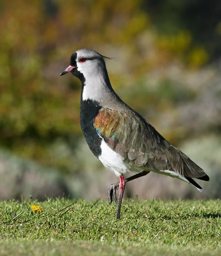 SOUTHERN_LAPWING_02.jpg