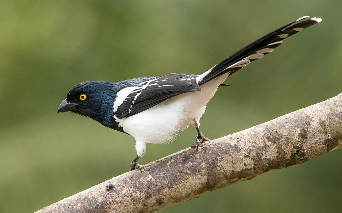 MAGPIE_TANAGER_02.jpg