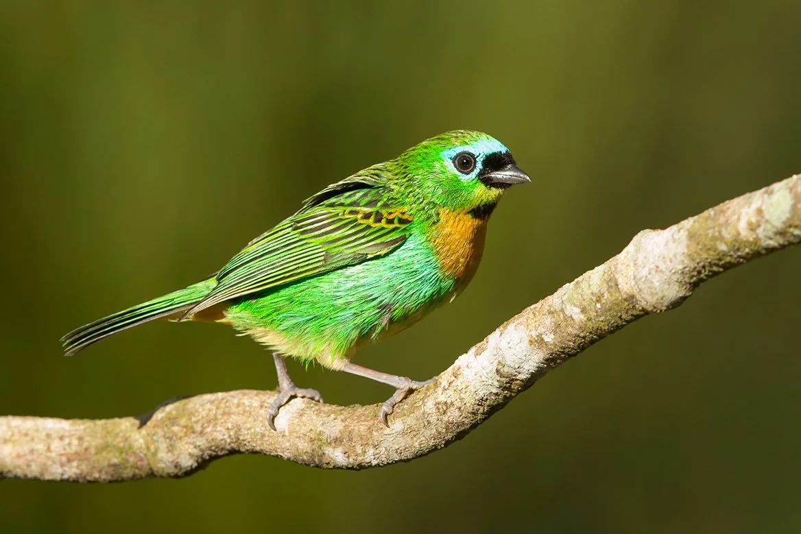 BRASSY-BREASTED TANAGER_05.jpg