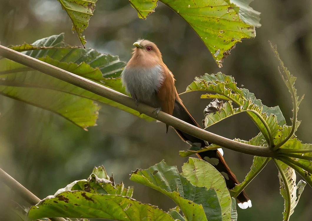 SQUIRREL_CUCKOO_03.jpg
