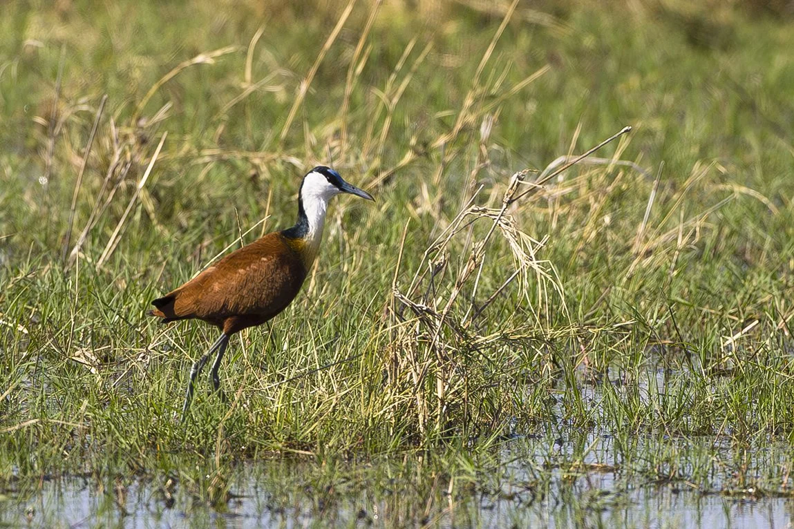 AFRICAN_JACANA_02.jpg