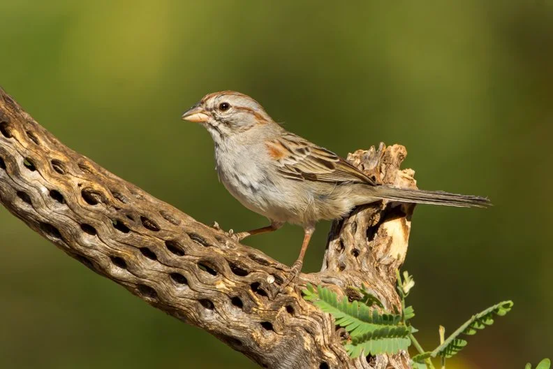 RUFOUS-WINGED SPARROW