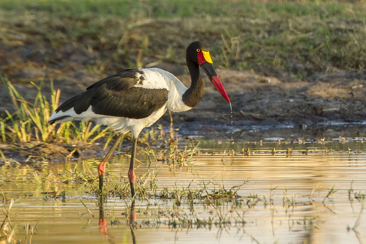 SADDLE_BILLED_STORK_04.jpg