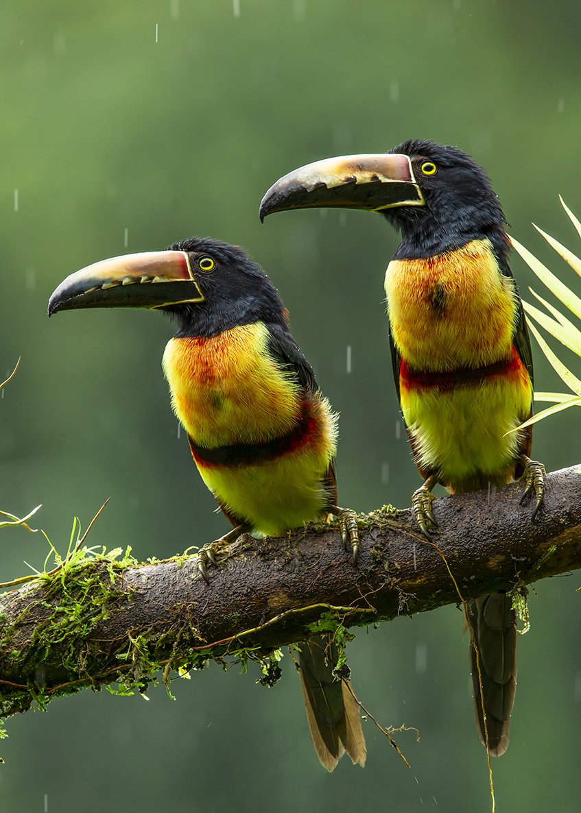 COLLARED_ARACARI_04.jpg