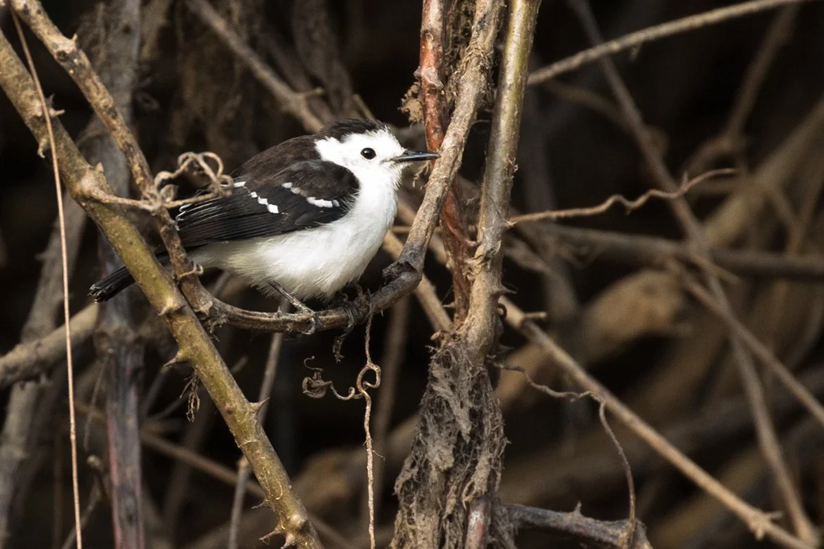 BLACK-BACKED WATER TYRANT