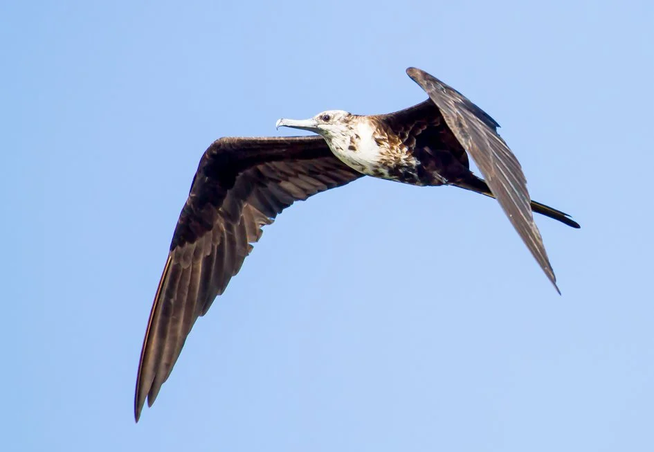 MAGNIFICENT FRIGATEBIRD