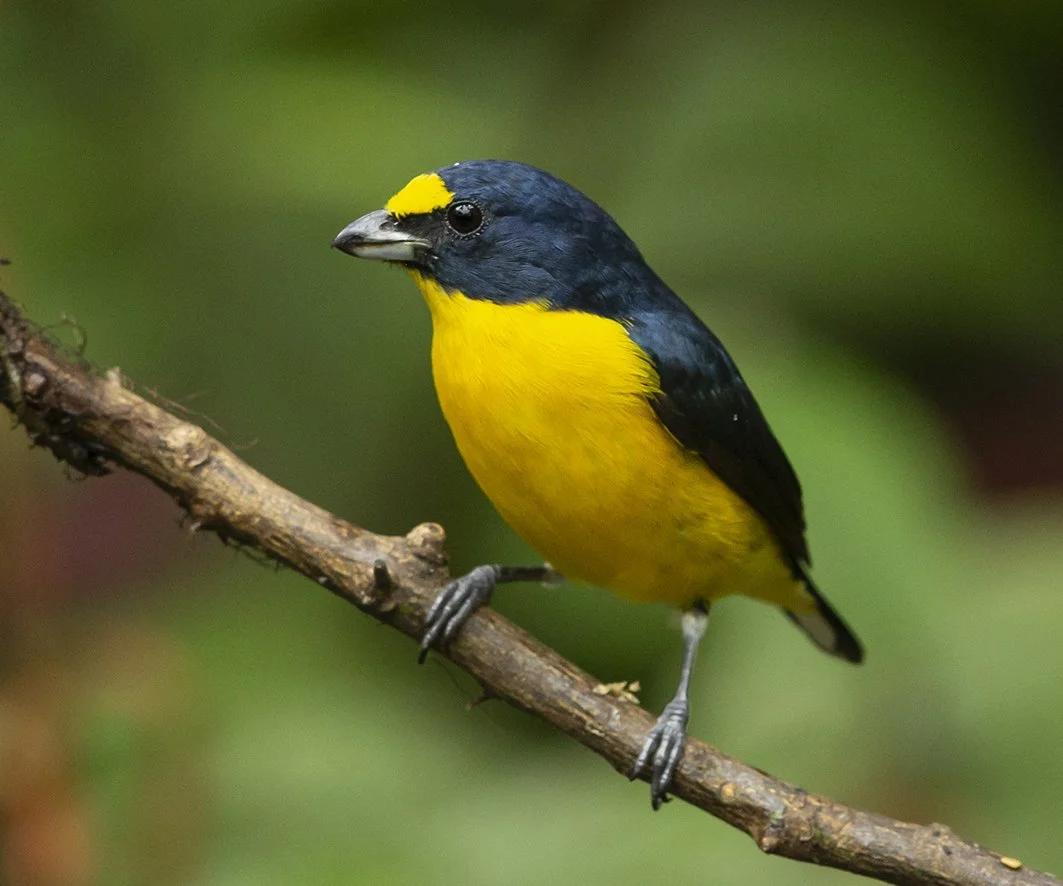 YELLOW-THROATED_EUPHONIA_04.jpg