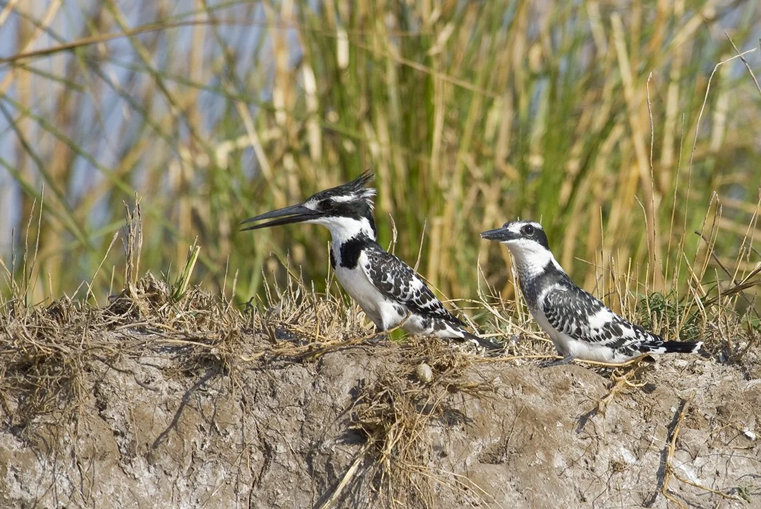 PIED_KINGFISHER_06.jpg