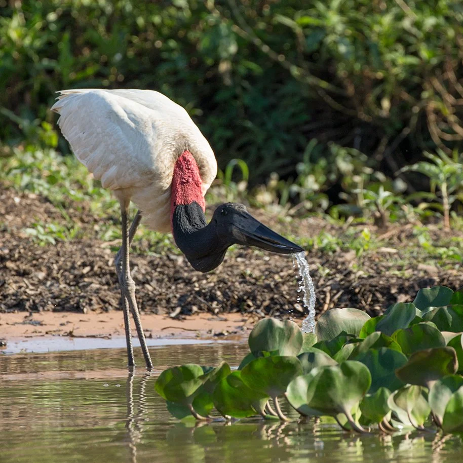 JABIRU_06.jpg
