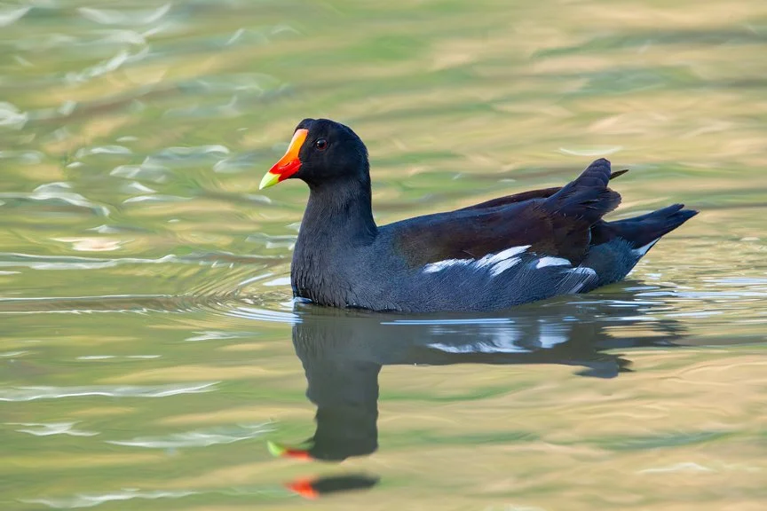 COMMON GALLINULE