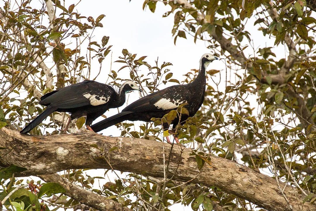 PIPING_GUAN_02.jpg