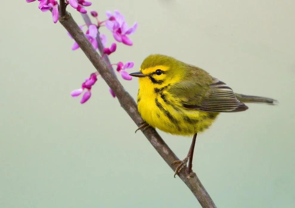 PRAIRIE WARBLER