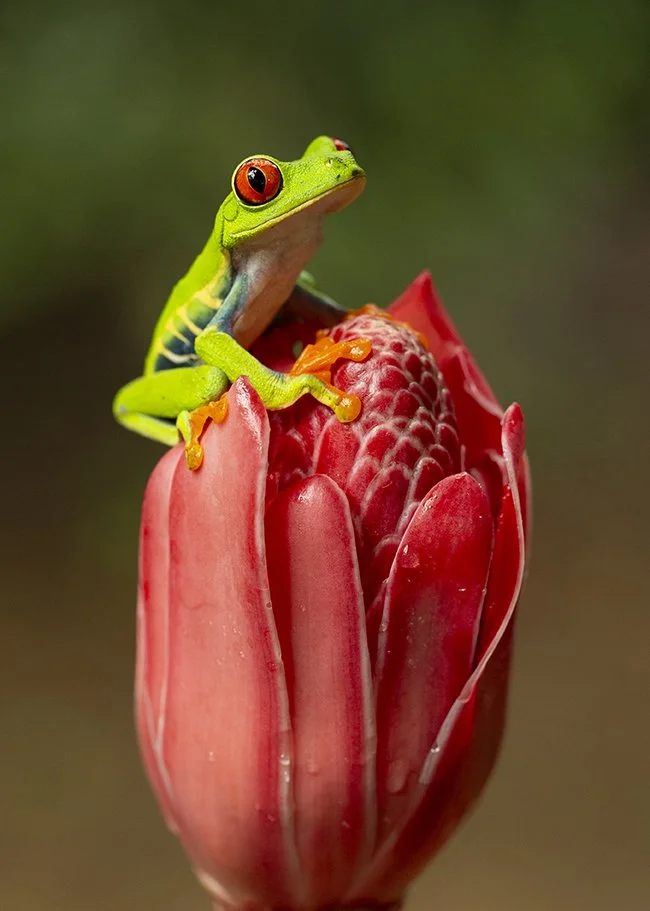 RED-EYED_TREE_FROG_04.jpg