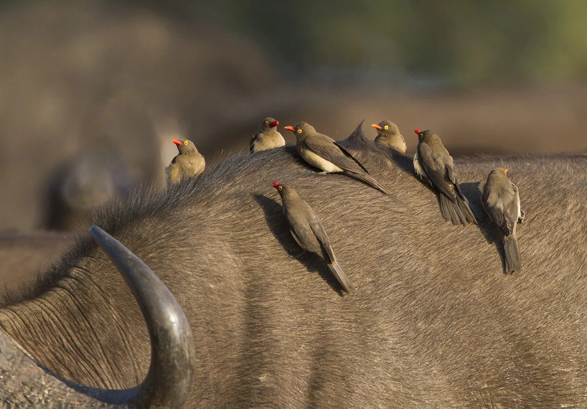 RED_BILLED_OXPECKER_02.jpg
